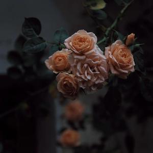 日本人真人性交做爱
